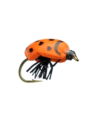 kr lady bug fly Terrestrials- Beetles